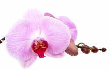 orchid flower gifts