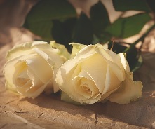 anniversary gift roses