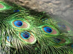 peacock feathers