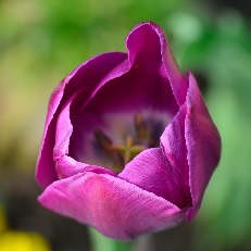 tulip for 11th anniversary